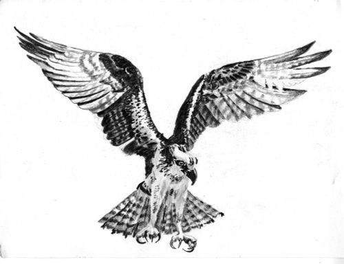 Osprey drawing